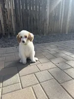 Dottie , a female Poodle - Multi-Colored Standard and Poodle - Standard  for sale in Prescott, AZ – Photo 7 of 7