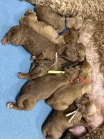 Athena F1B Goldendoodle , a female Goldendoodle for sale in Prescott, AZ – 8 of 8