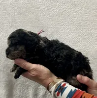 SHERRY-Pink collar female, a female Poodle - Multi-Colored Standard for sale in Prescott, AZ – 2 of 3