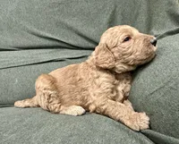 Ursula F1B Goldendoodle, a female Goldendoodle for sale in Prescott, AZ – 2 of 3