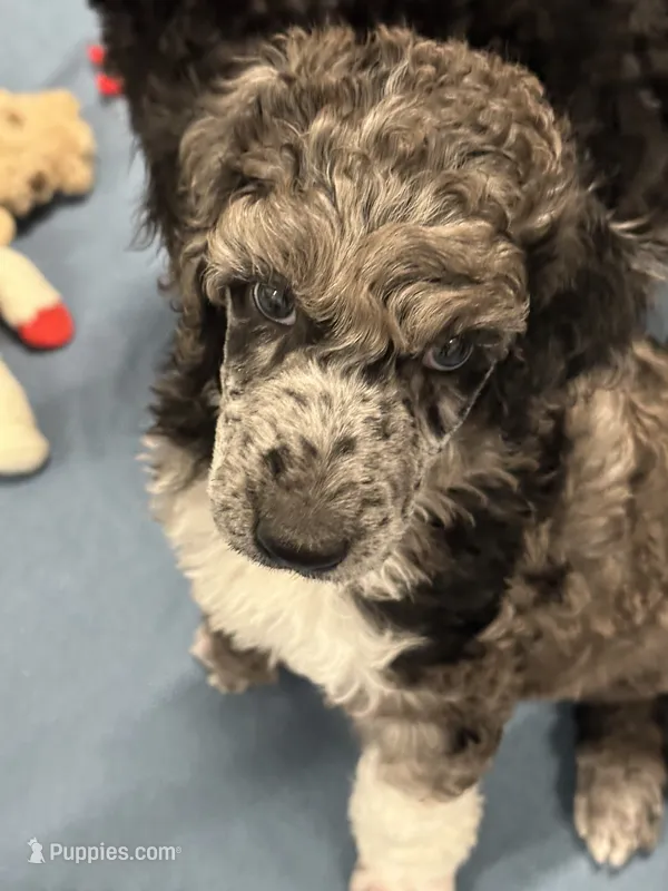 Jasper-Blue collar male – Poodle - Multi-Colored Standard puppy for sale in Prescott, AZ
