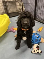 Flint-Orange collar male, a male Poodle - Standard  for sale in Prescott, AZ – 4 of 10