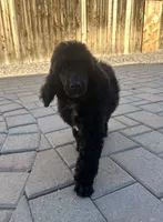 Flint-Orange collar male, a male Poodle - Standard  for sale in Prescott, AZ – 2 of 10