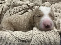 Pearl-pink collar female, a female Poodle - Standard  for sale in Prescott, AZ – 2 of 8