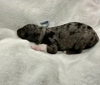 Jasper-Blue collar male, a male Poodle - Multi-Colored Standard for sale in Prescott, AZ – 8 of 8