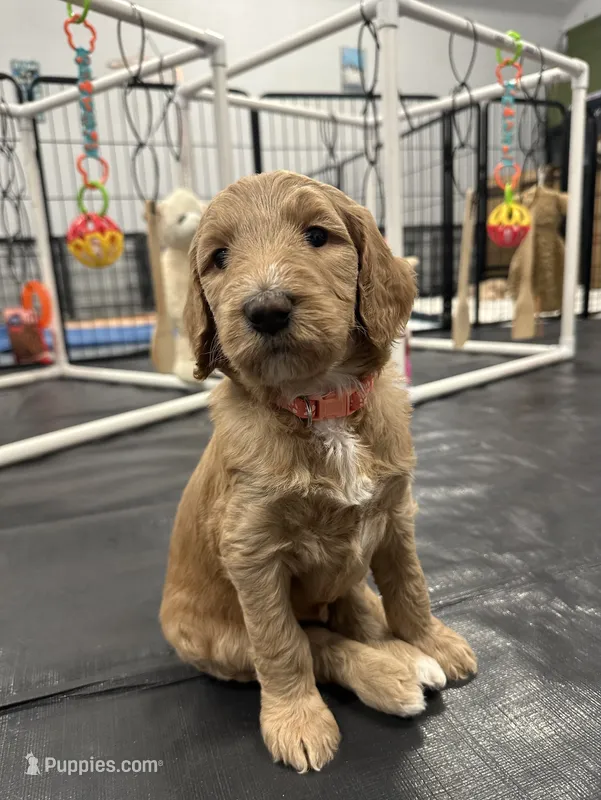Aquata F1B Goldendoodle  – Goldendoodle puppy for sale in Prescott, AZ