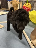 Flint-Orange collar male, a male Poodle - Standard  for sale in Prescott, AZ – 8 of 10