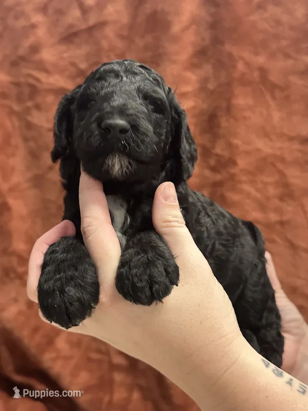 Flint-Orange collar male – Poodle - Standard  puppy for sale in Prescott, AZ