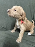 Aquata F1B Goldendoodle , a female Goldendoodle for sale in Prescott, AZ – 2 of 8