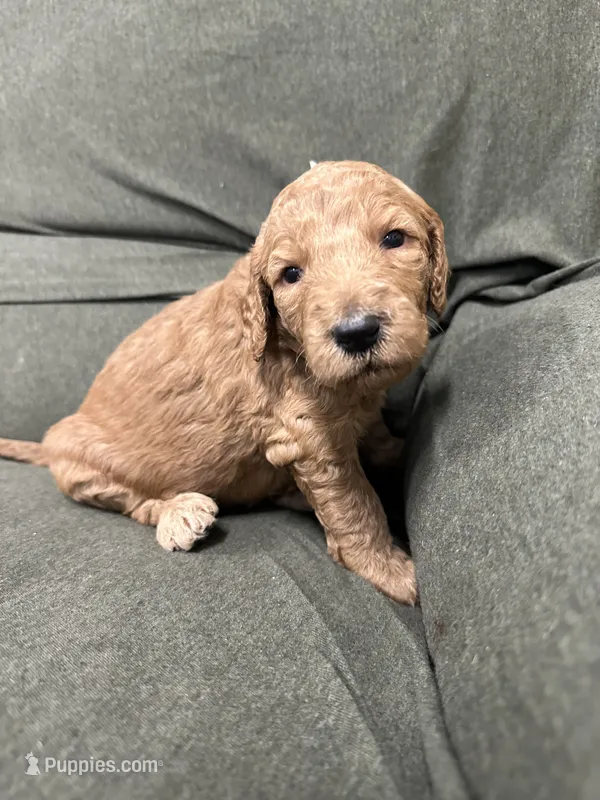 Ursula F1B Goldendoodle – Goldendoodle puppy for sale in Prescott, AZ