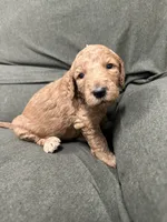 Ursula F1B Goldendoodle, a female Goldendoodle for sale in Prescott, AZ – 1 of 3
