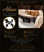 Athena F1B Goldendoodle , a female Goldendoodle for sale in Prescott, AZ – 2 of 8