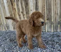 Bisbee F1B, a female Goldendoodle for sale in Prescott, AZ – 4 of 9