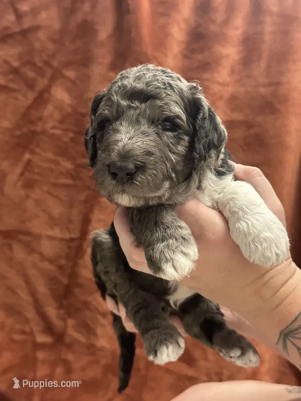 Jasper-Blue collar male – Poodle - Multi-Colored Standard puppy for sale in Prescott, AZ