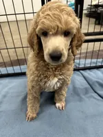 Sterling-Green collar male, a male Poodle - Standard  for sale in Prescott, AZ – 6 of 7