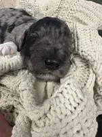 Opal-peach collar female, a female Poodle - Multi-Colored Standard for sale in Prescott, AZ – 3 of 8