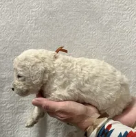 OAK-Orange collar male, a male Poodle - Standard  for sale in Prescott, AZ – 2 of 3
