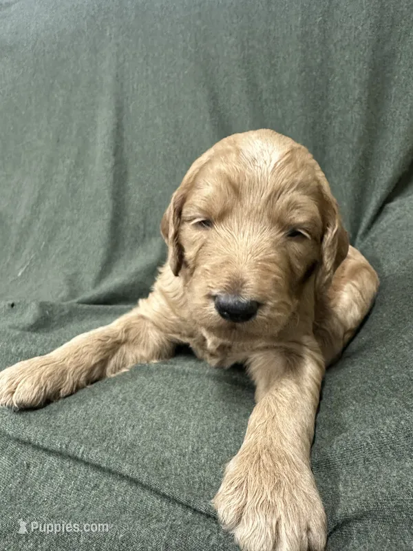 Attina F1B Goldendoodle  – Goldendoodle puppy for sale in Prescott, AZ