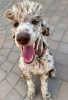 Moz, a male Poodle - Multi-Colored Standard for sale in Prescott, AZ – 1 of 3