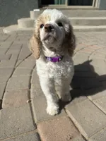 Patch, a male Poodle - Multi-Colored Standard and Poodle - Standard  for sale in Prescott, AZ – Photo 3 of 7