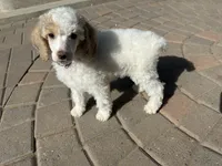 Patch, a male Poodle - Multi-Colored Standard and Poodle - Standard  for sale in Prescott, AZ – Photo 6 of 7