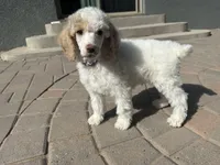 Patch, a male Poodle - Multi-Colored Standard and Poodle - Standard  for sale in Prescott, AZ – Photo 1 of 7