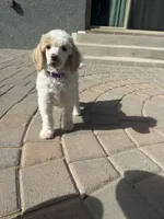 Patch, a male Poodle - Multi-Colored Standard and Poodle - Standard  for sale in Prescott, AZ – Photo 7 of 7