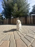 Patch, a male Poodle - Multi-Colored Standard and Poodle - Standard  for sale in Prescott, AZ – Photo 2 of 7