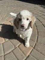 Patch, a male Poodle - Multi-Colored Standard and Poodle - Standard  for sale in Prescott, AZ – Photo 5 of 7