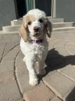 Patch, a male Poodle - Multi-Colored Standard and Poodle - Standard  for sale in Prescott, AZ – Photo 4 of 7