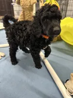 Flint-Orange collar male, a male Poodle - Standard  for sale in Prescott, AZ – 7 of 10