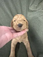 Attina F1B Goldendoodle , a female Goldendoodle for sale in Prescott, AZ – 2 of 10