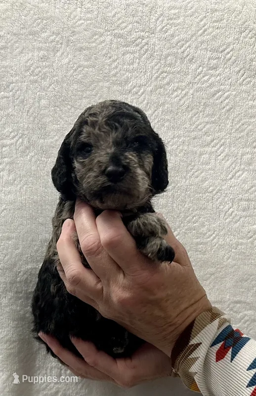 SHERRY-Pink collar female – Poodle - Multi-Colored Standard puppy for sale in Prescott, AZ