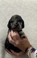 SHERRY-Pink collar female, a female Poodle - Multi-Colored Standard for sale in Prescott, AZ – 1 of 3