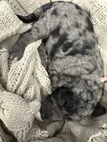 Opal-peach collar female, a female Poodle - Multi-Colored Standard for sale in Prescott, AZ – 2 of 8
