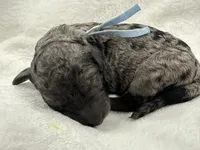 Jasper-Blue collar male, a male Poodle - Multi-Colored Standard for sale in Prescott, AZ – 6 of 8
