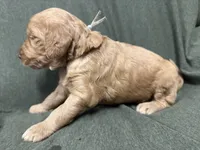 Attina F1B Goldendoodle , a female Goldendoodle for sale in Prescott, AZ – 4 of 10