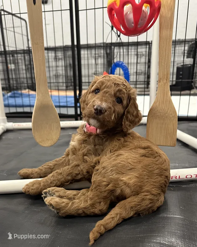 Ariel F1B Goldendoodle  – Goldendoodle puppy for sale in Prescott, AZ