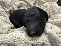 Onyx-White collar male, a male Poodle - Standard  for sale in Prescott, AZ – 2 of 8
