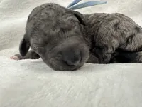 Jasper-Blue collar male, a male Poodle - Multi-Colored Standard for sale in Prescott, AZ – 4 of 8