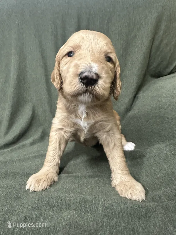 Aquata F1B Goldendoodle  – Goldendoodle puppy for sale in Prescott, AZ