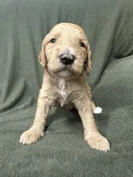 Aquata F1B Goldendoodle , a female Goldendoodle for sale in Prescott, AZ – 1 of 8