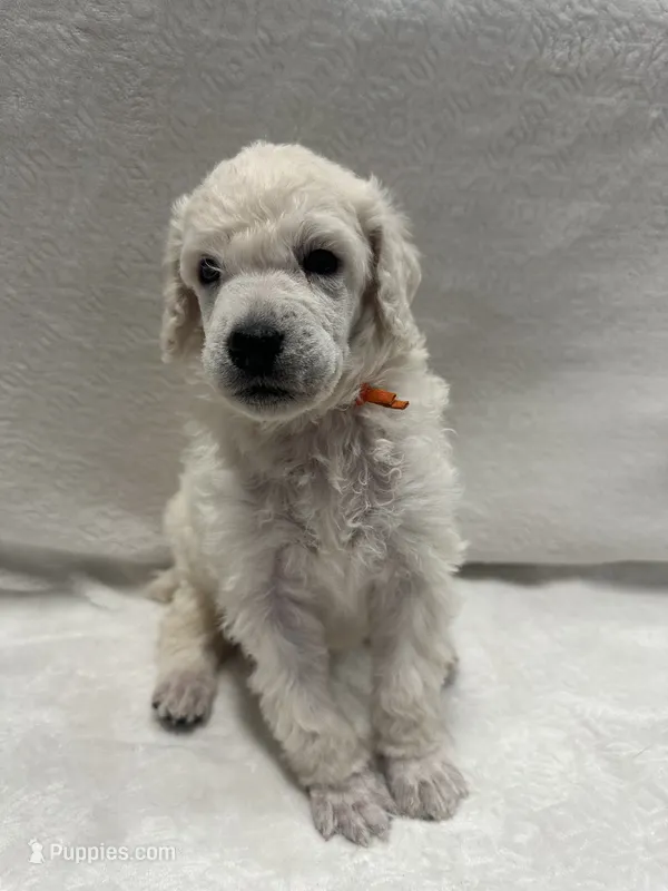 OAK-Orange collar male – Poodle - Standard  puppy for sale in Prescott, AZ