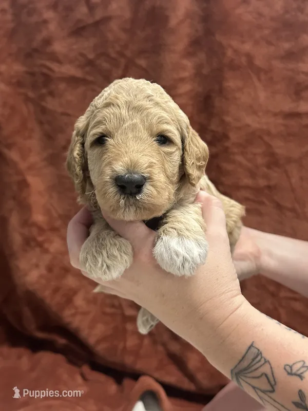 Sterling-Green collar male – Poodle - Standard  puppy for sale in Prescott, AZ