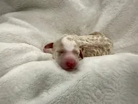 Pearl-pink collar female, a female Poodle - Standard  for sale in Prescott, AZ – 4 of 8
