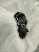 Jasper-Blue collar male, a male Poodle - Multi-Colored Standard for sale in Prescott, AZ – 7 of 8