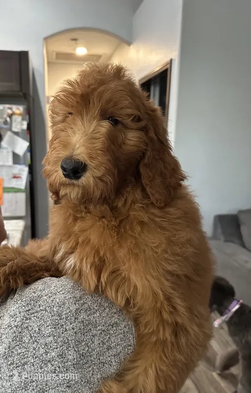 Bisbee F1B – Goldendoodle puppy for sale in Prescott, AZ