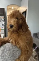 Bisbee F1B, a female Goldendoodle for sale in Prescott, AZ – 1 of 9