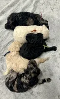 MASH-Black collar male, a male Poodle - Multi-Colored Standard for sale in Prescott, AZ – 4 of 4