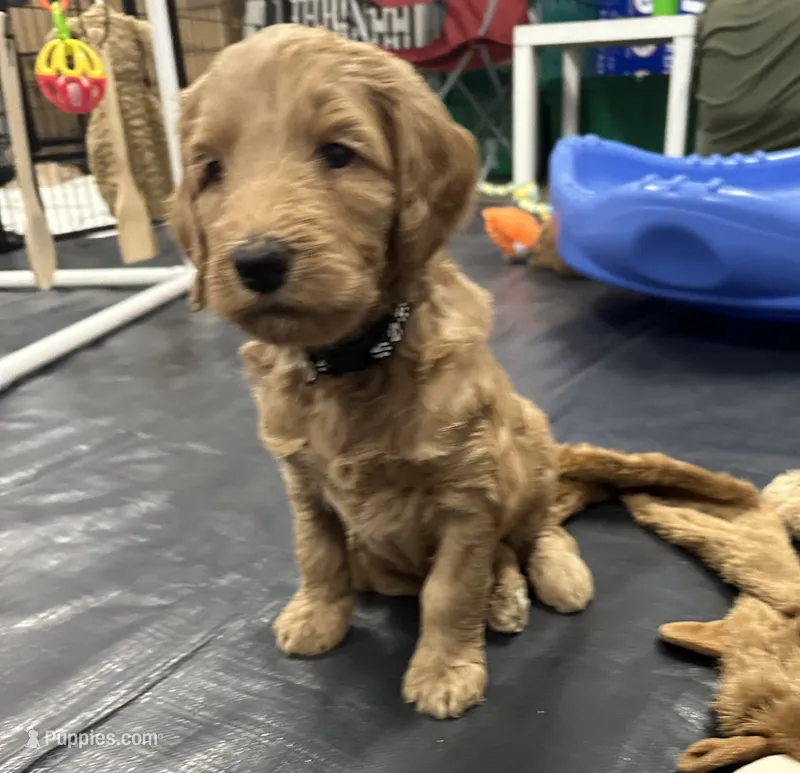 Attina F1B Goldendoodle  – Goldendoodle puppy for sale in Prescott, AZ